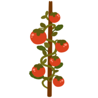 Tomato on the tree with leaves illustration png