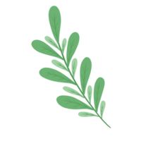 nature feuille verte png