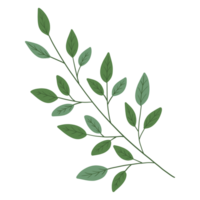 natura foglia verde png