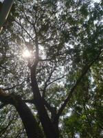 majestuoso árbol con amplio ramas y lozano hojas debajo suave luz de sol foto