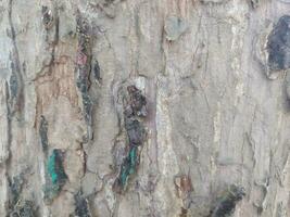 big tree bark texture for natural background photo