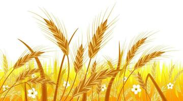 Wheat in the Fields. Nature Banner with Ear Harvest. Whole Stalks, Wheat Ears Spikelets with Seeds Isolated on White. Bakery Pastry Cereals. Oat Bunch with Grains. Vector Illustration in Flat Style