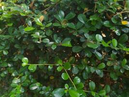 beautiful green leaves in the garden for a natural background photo