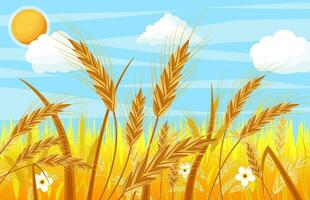 Wheat in the Fields. Nature Landscape with Ear Harvest. Whole Stalks, Wheat Ears Spikelets with Seeds and Flowers. Bakery Pastry Cereals. Oat Bunch with Grains. Vector Illustration in Flat Style