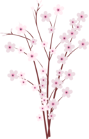 Sakura japan cherry branch with blooming flowers png