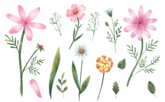 clipart flowers, pink daisies, leaves, branches watercolor illustration on a white background png