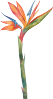 bird of paradise plant. Flower illustration watercolor. Isolated png