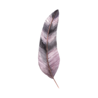 isolated feather illustration. Colorful colored feather png
