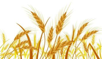 Wheat in the Fields. Nature Banner with Ear Harvest. Whole Stalks, Wheat Ears Spikelets with Seeds Isolated on White. Bakery Pastry Cereals. Oat Bunch with Grains. Vector Illustration in Flat Style