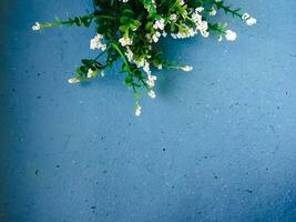White flowers on blue background. Flat lay, top view, copy space photo