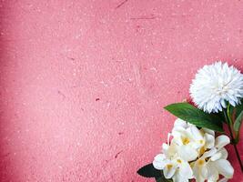 White flowers on pink background. Flat lay, top view, copy space photo