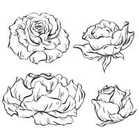 un conjunto de floreciente Rosa flores delicado pétalos capturado desde varios anglos. ideal para tatuaje adorno, invitaciones, y tarjetas celebraciones, bodas y cumpleaños vector ilustración en eps 10