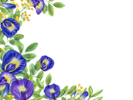 kader met Thais blauw en geel bloemen. tropisch plant, ipomoea, clitoria ternatea, klokjewijn. png