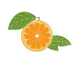 Orange half, hand drawn fruit with leaves, isolated on white background. vector