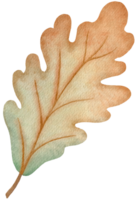 feuille de chêne d'automne png