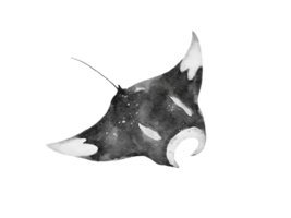 watercolor of a manta ray glinding isolated on background png