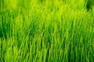 Natural background - green grassy vegetation close up photo