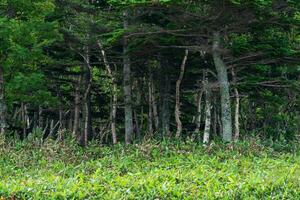 forest landscape of the island of Kunashir, twisted trees and undergrowth of dwarf bamboo photo