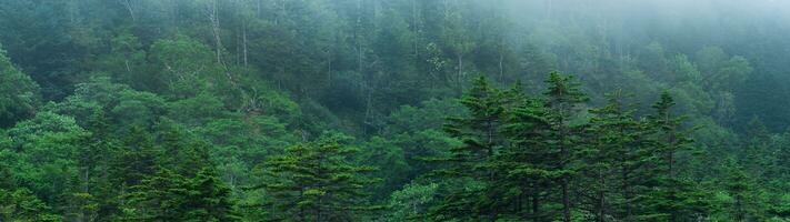 foggy mountain forest on the slope of the volcano on the island of Kunashir photo