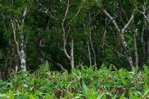forest landscape of the island of Kunashir, twisted trees and undergrowth of dwarf bamboo photo