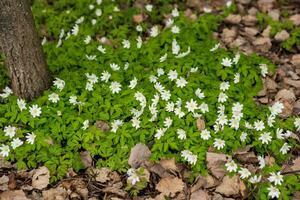 first spring flowers wood anemones among the dry foliage in the forest photo