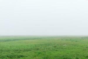 Mañana paisaje, un vasto prado con lozano césped es oculto por niebla foto
