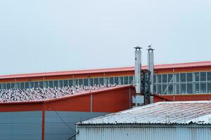 industrial paisaje, muchos gaviotas sentar en el techo de un pescado Procesando planta foto