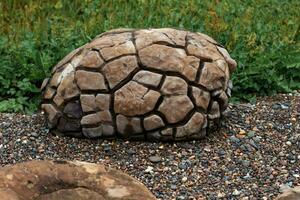 large concretion with a fissured surface formed in marine sediments photo