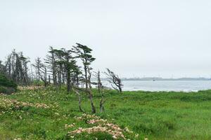 coastal landscape of Kunashir island with woodlands curved by the wind photo