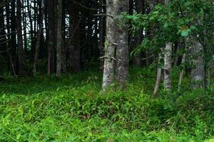 coastal forest with dwarf bamboo undergrowth on the Pacific coast, Kuril Islands photo