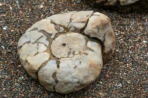 fossilized shell of a prehistoric mollusk as an element of landscape design photo