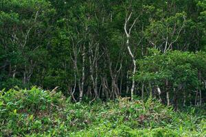 bosque paisaje de el isla de Kunashir, retorcido arboles y maleza de enano bambú foto