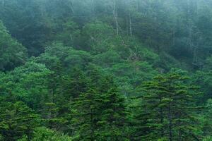 foggy mountain forest on the slope of the volcano on the island of Kunashir photo