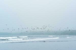 foggy seascape, cold ocean shore with a flock of flying seabirds photo