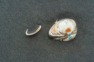 surf clam shells in black volcanic sand on the seashore photo