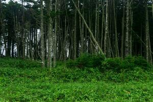 coastal forest with windbreak and dwarf bamboo undergrowth on the Pacific coast, Kuril Islands photo