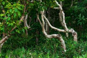 forest landscape of the island of Kunashir, twisted trees and undergrowth of dwarf bamboo photo