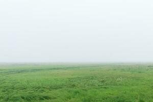 Mañana paisaje, un vasto prado con lozano césped es oculto por niebla foto