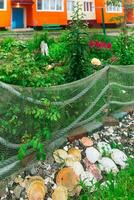 landscape design in a seaside village, a flower bed fence made from an old fishing net and a decorative border made of sea shells photo