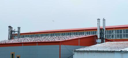 industrial paisaje, muchos gaviotas sentar en el techo de un pescado Procesando planta foto