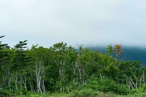 coastal forest of dwarf trees on the slope of the volcano on the island of Kunashir in cloudy weather photo