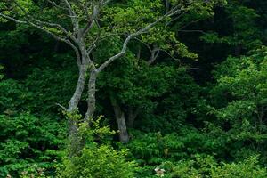 semi-dark thicket of deciduous forest, natural landscape photo