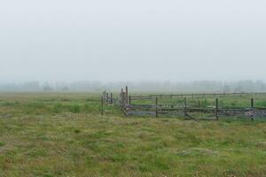 rural landscape, cattle paddock on a foggy meadow photo