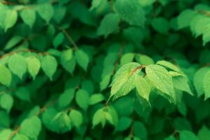 parcialmente borroso natural fondo, verde follaje con gotas de lluvia foto