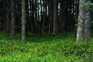 coastal forest with windbreak and dwarf bamboo undergrowth on the Pacific coast, Kuril Islands photo