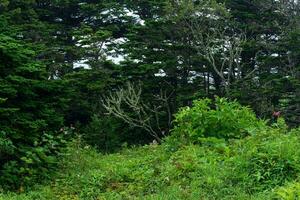 costero bosque con lozano vegetación en el Pacífico costa, Kuriles islas foto