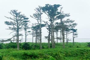 costero paisaje de kunashir isla con bosques curvo por el viento foto