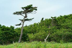 landscape with crooked pine over low coastal forest photo