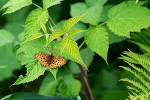 butterfly fritillary Speyeria aglaja on a plant leaf photo