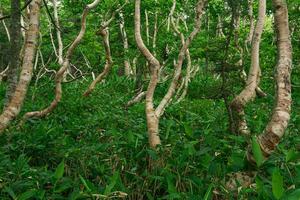 bosque paisaje de el isla de Kunashir, retorcido arboles y maleza de enano bambú foto